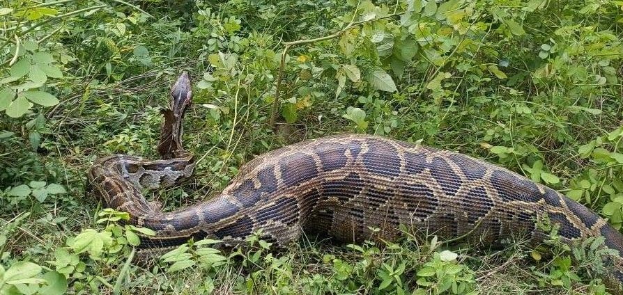 कैलालीबाट दुर्लभ अजिङ्गरको उद्धार